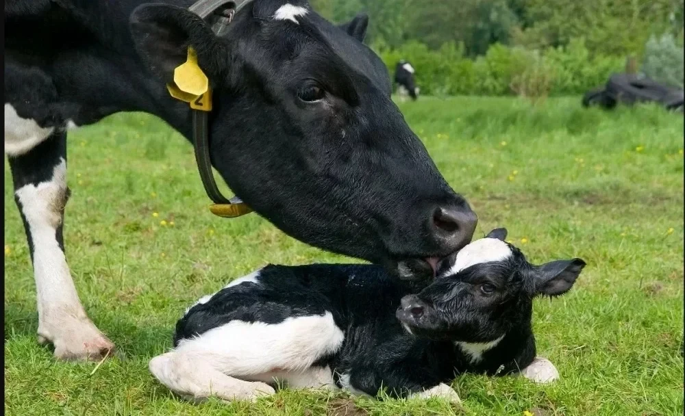 В Кыргызстане работают 302 пункта по искусственному осеменению - Минсельхоз