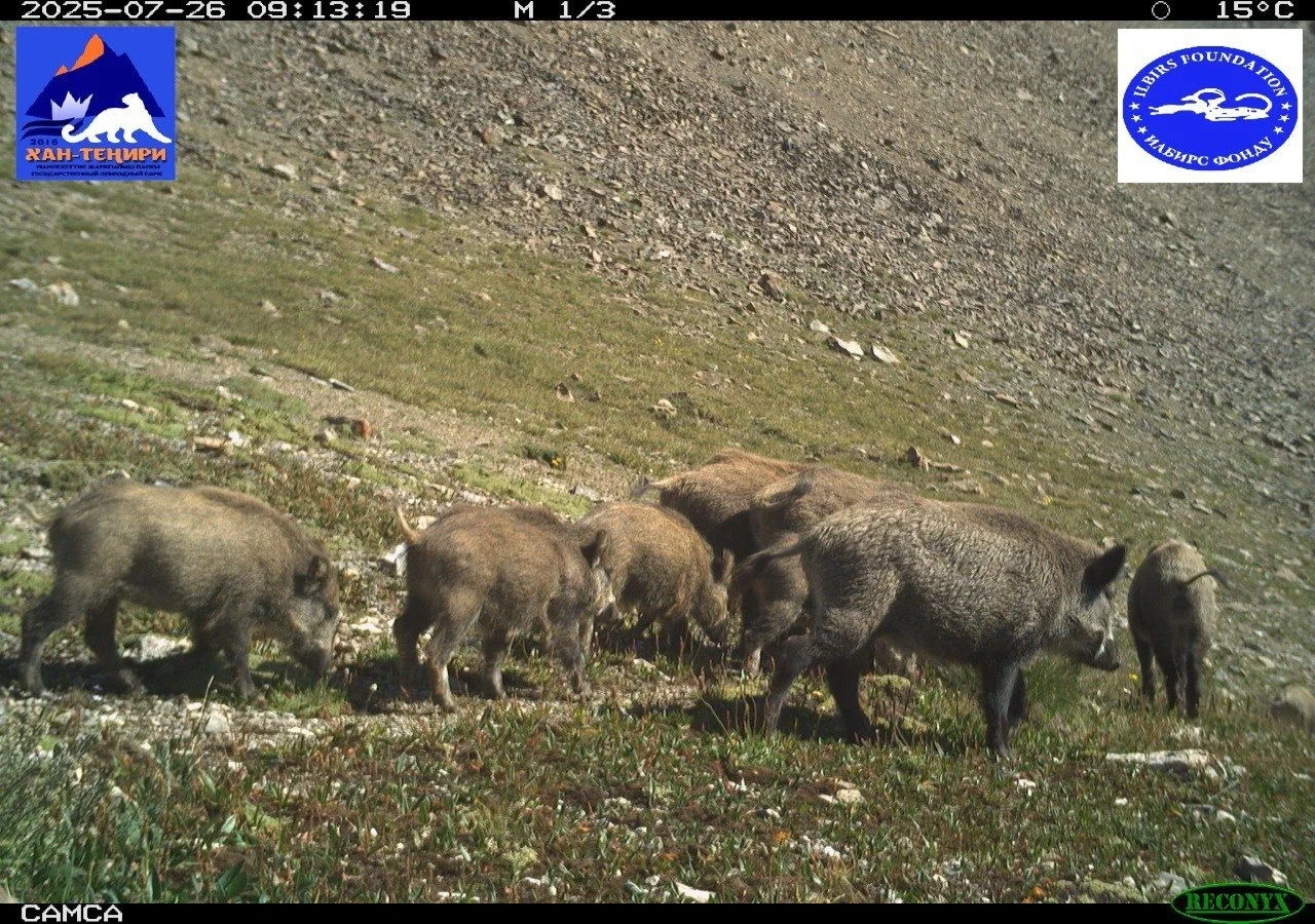 Bears and Wild Boars Captured in Camera Traps of the Khan-Teniri Nature Park