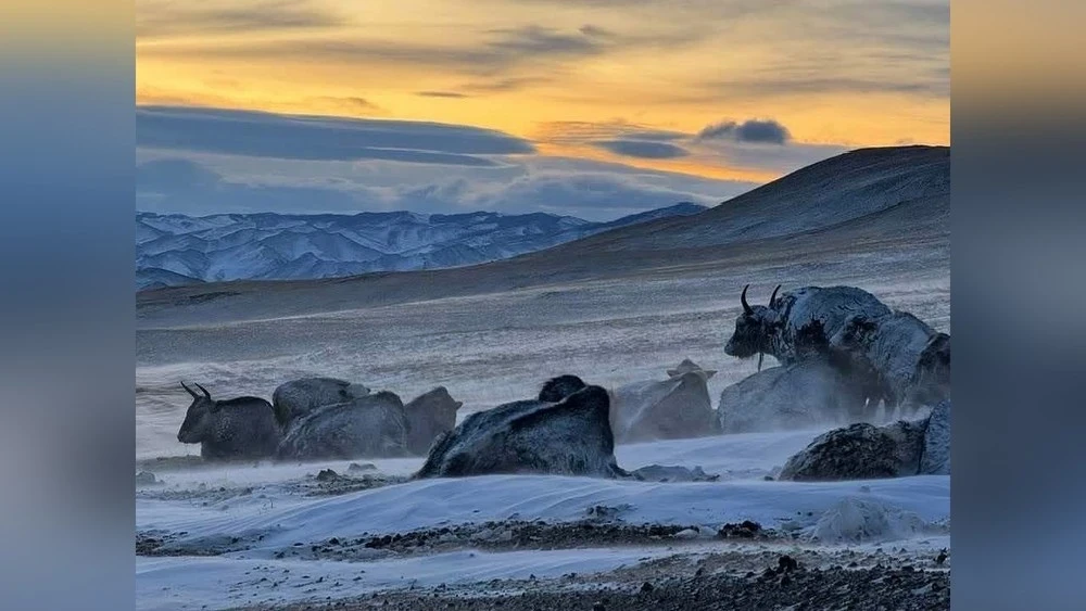 Snow covers almost 90% of Mongolia's territory