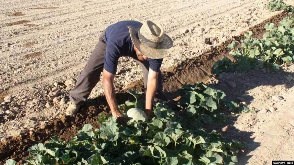 "Transfer Our Land to the Chinese." Farmers in Uzbekistan Claim Their Plots Are Being Taken for Beijing's Interests