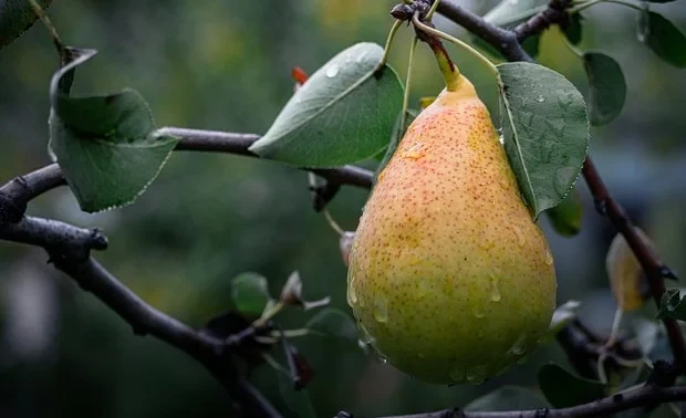 Natural Remedy Found for Protecting the Intestines from Inflammation