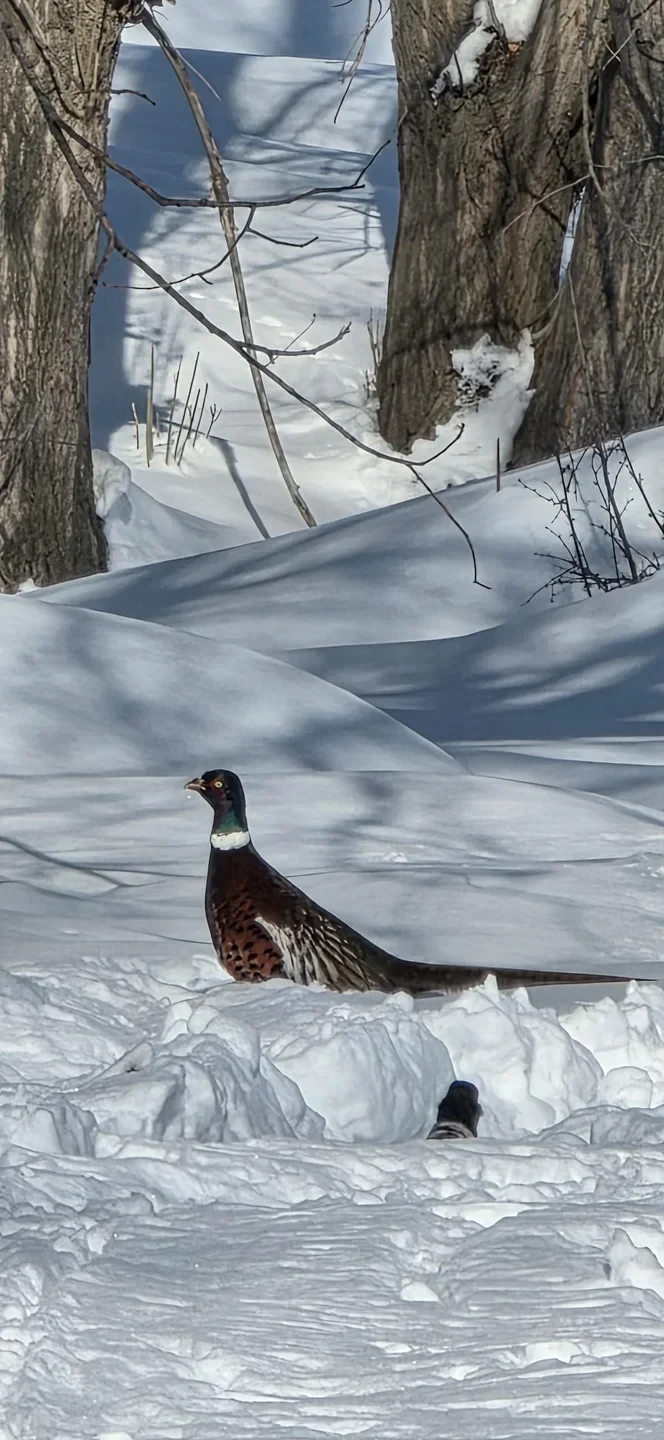 At Lake Issyk-Kul and the Orto-Tokoy Reservoir, a winter bird count was conducted
