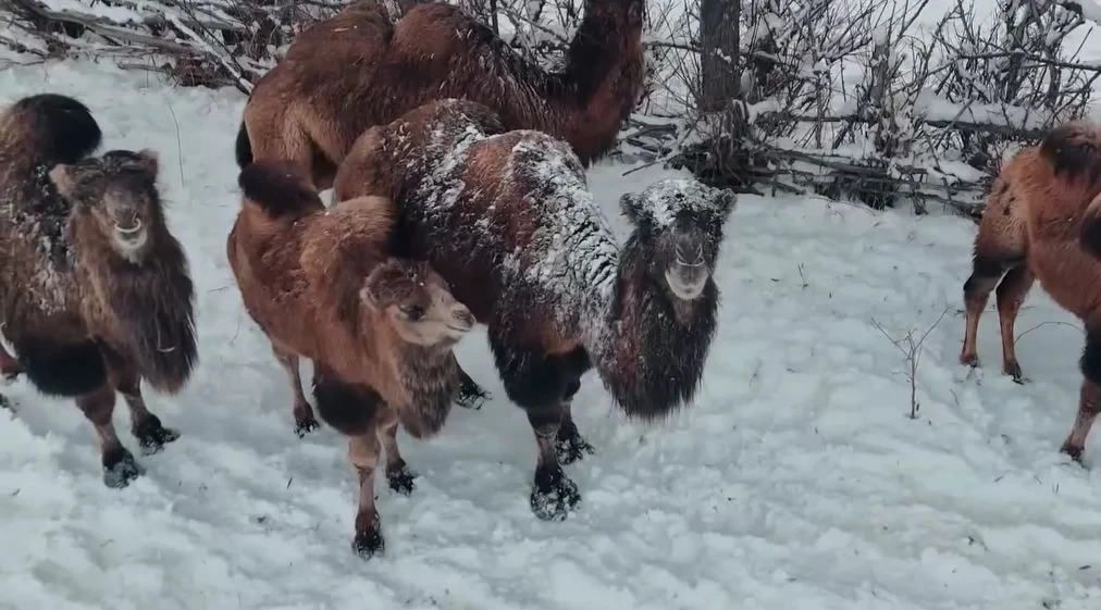 Camels Return to the Mountains. A Farmer from Naryn Revives a Forgotten Craft
