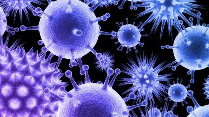 ВОЗ допустила распространение вируса Нипах из-за его низкой изученности