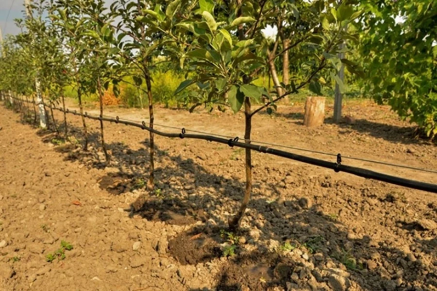 В Баткене запускают систему капельного орошения на 143 гектарах