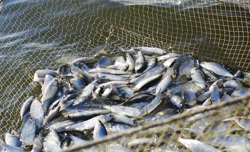 The State Duma approved the ratification of the WTO agreement on subsidies in fisheries