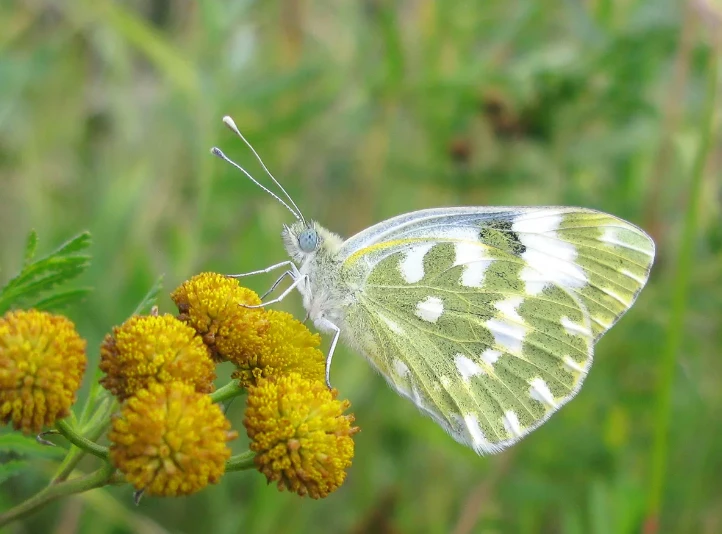 Cabbage White Butterfly - Zargyn White Butterfly
