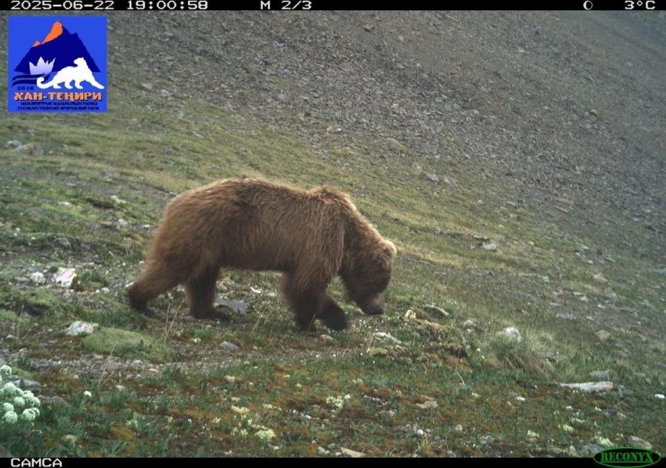 In the GPP "Khan-Teniri," an increase in the number of wild animals has been recorded