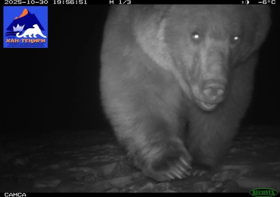 В парке «Хан-Тенири» зафиксирован рост численности диких животных