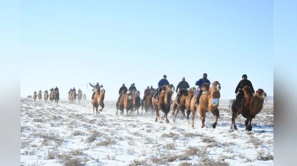 Camel races were held in the somon of Sayhandulaan
