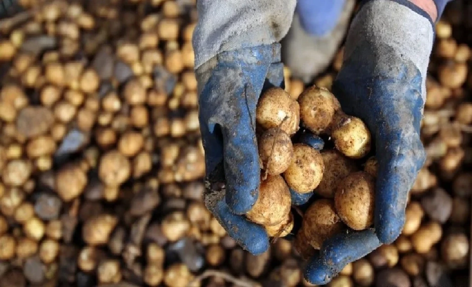 Residents of Berlin Will Receive a Ton of Potatoes for Free