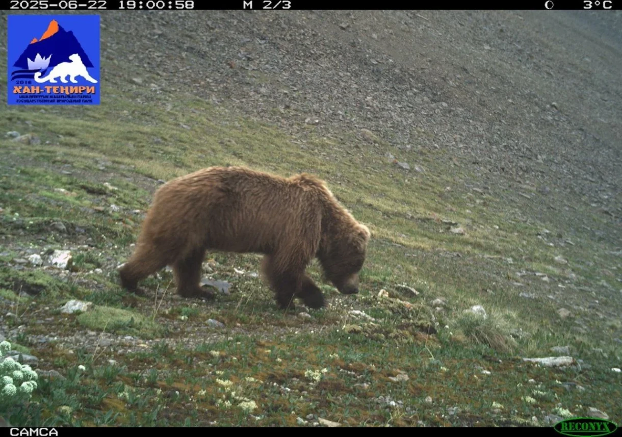 Snow Leopard, Bear, and Pack of Wolves. Unique Footage from the "Khan-Teniri" Nature Park