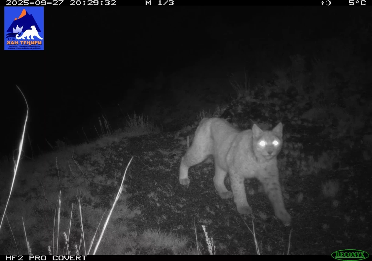 Жаңы кадрлар жапайы табияттын Мамлекеттик табият паркы «Хан-Тенири»