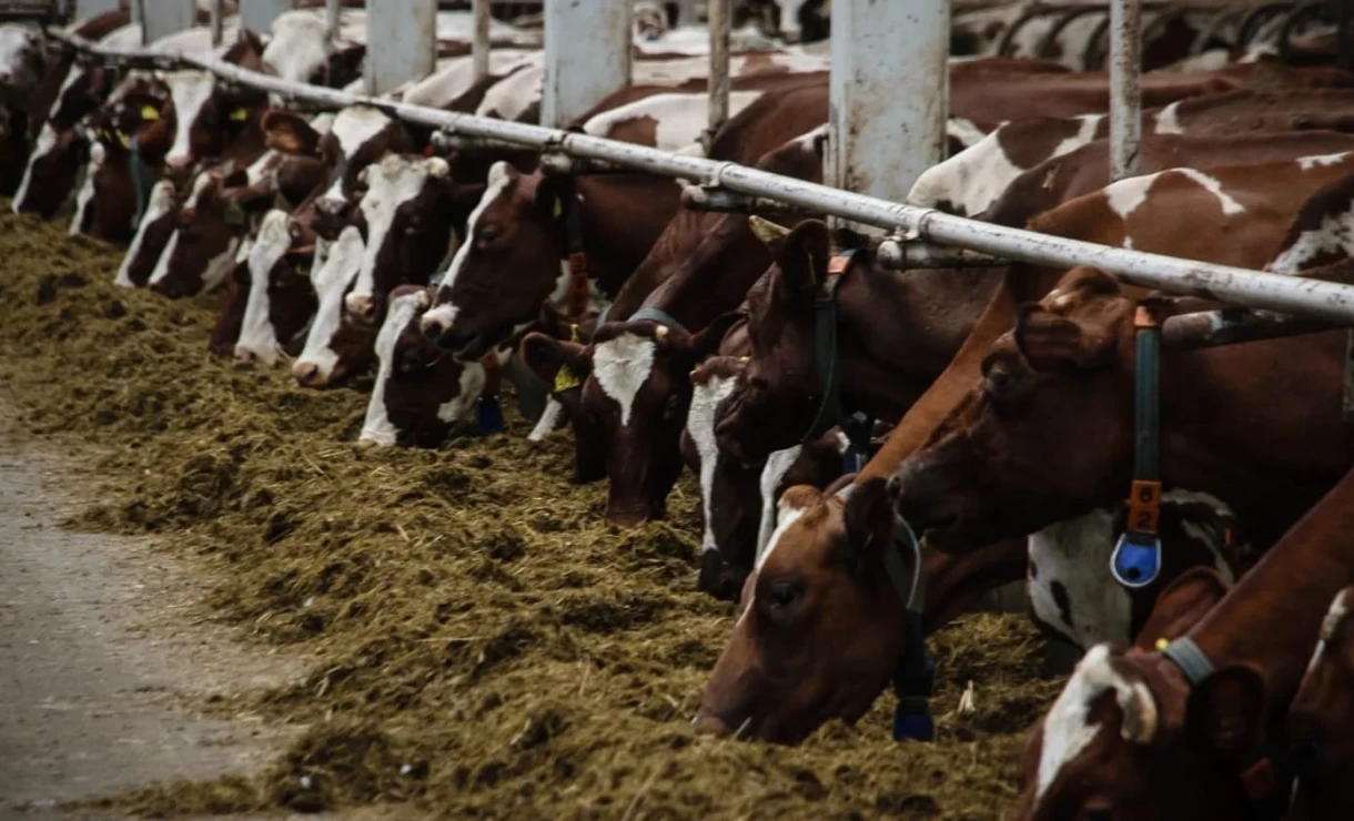 In Kyrgyzstan, livestock breeding is being transitioned to a digital format