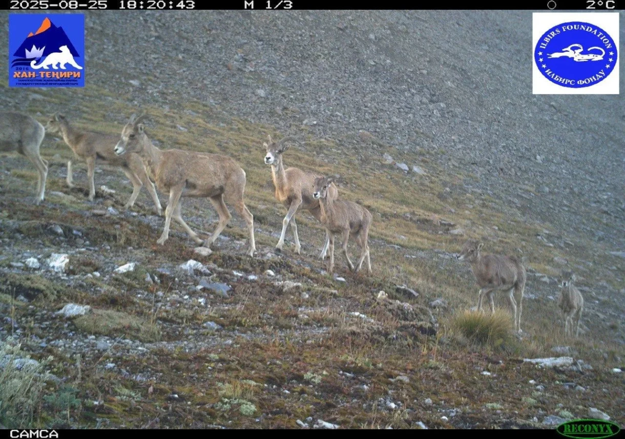 Camera traps captured rare inhabitants of the "Khan-Teniri" park