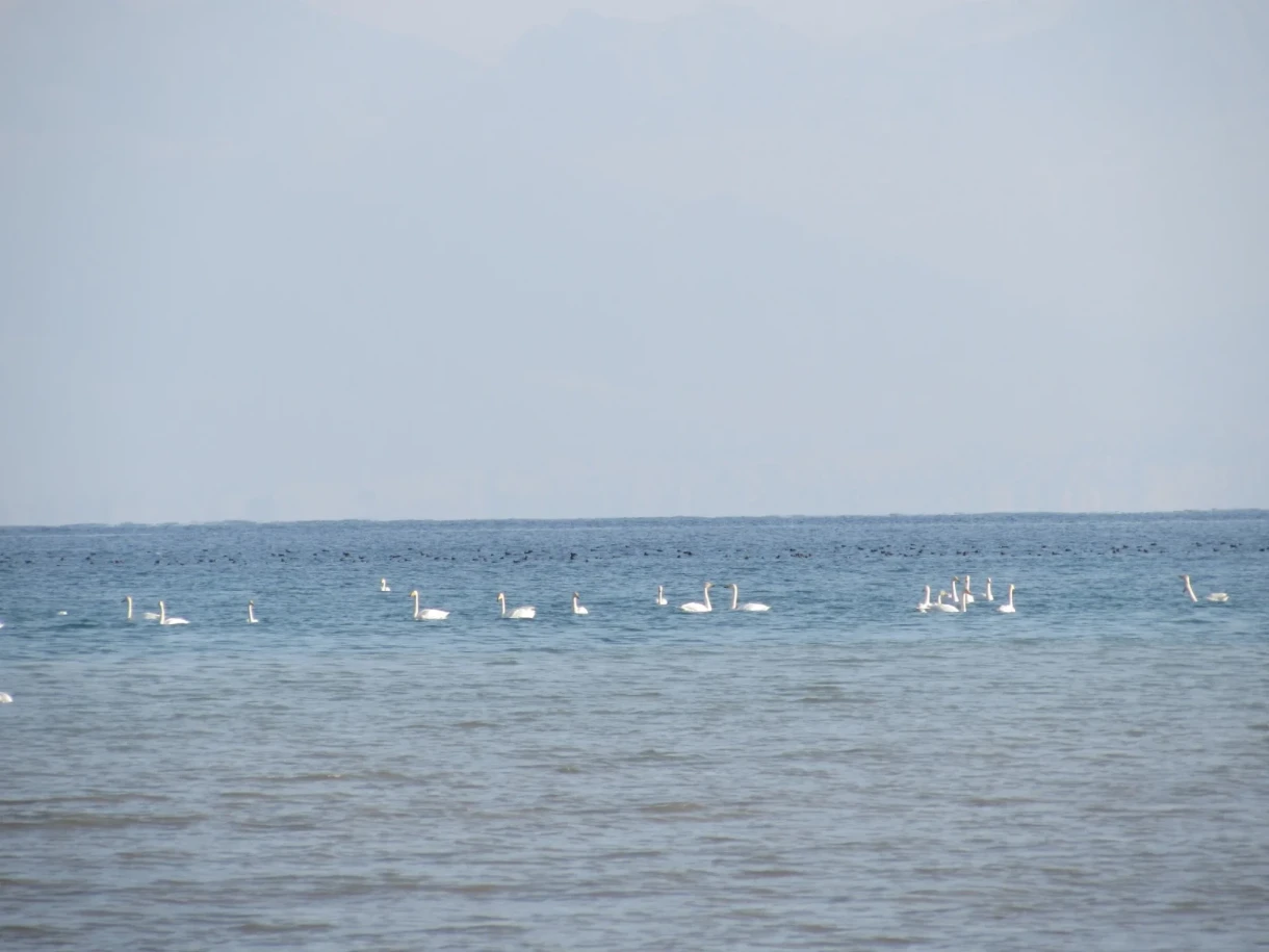 Winter Bird Count Conducted at Lake Issyk-Kul and Orto-Tokoy Reservoir