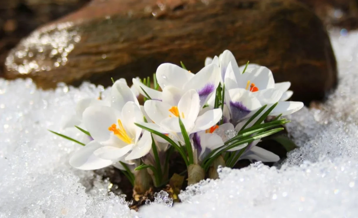 In February, the air temperature in Kyrgyzstan will rise to +20 degrees - meteorologists' comment