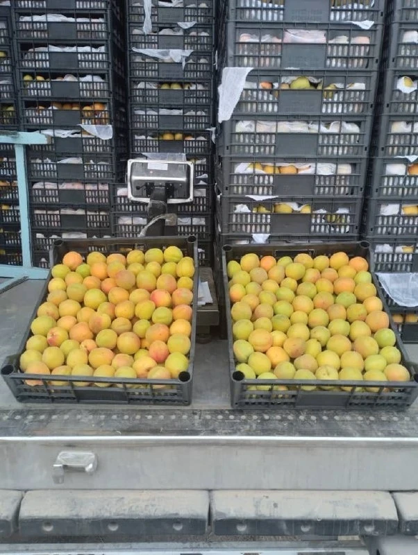 "30+20+10" Opens New Horizons for Fruit Processing in Kyrgyzstan