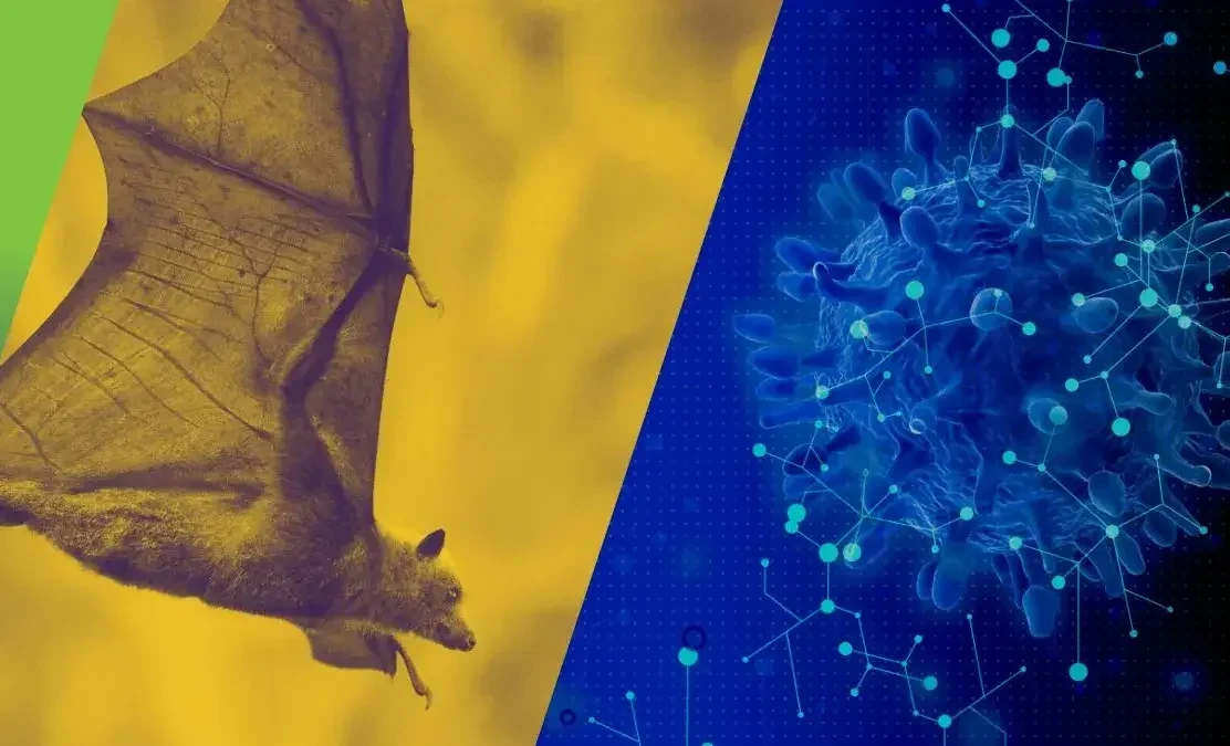 The risk of Nipah virus spread in Kyrgyzstan is low