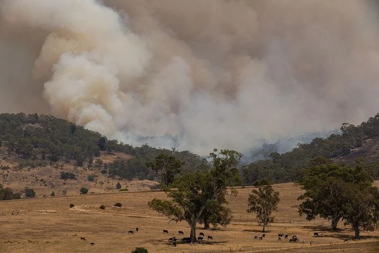 Fires in Australia: More than 40,000 head of livestock perished in the flames