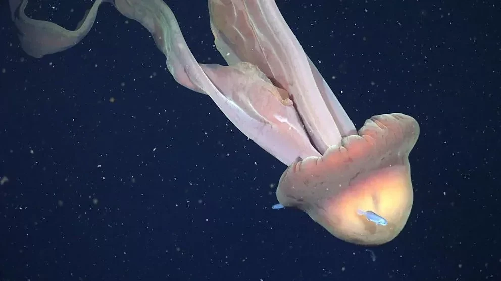 A Giant Jellyfish the Size of a Bus Filmed Off the Coast of Argentina