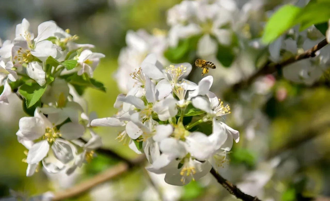 Weather in Bishkek: from snow and rain to spring warmth