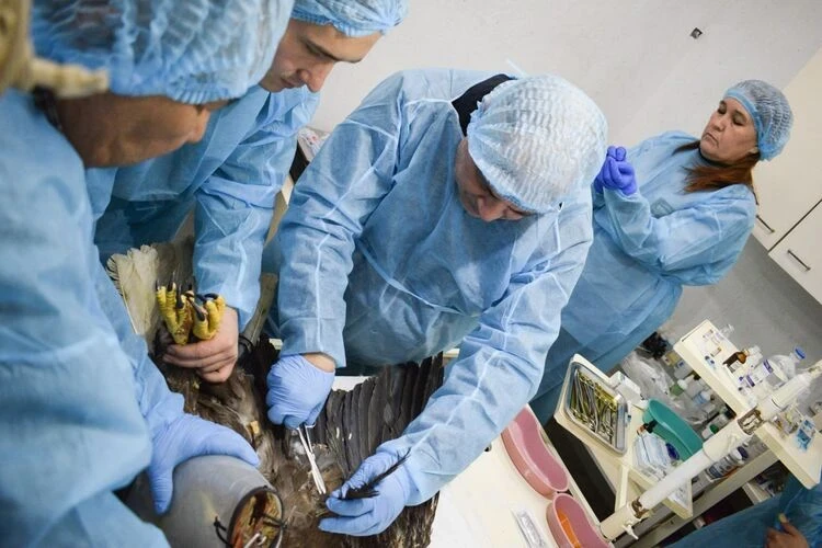 Russian doctor operated on birds of prey in Bishkek with broken wings