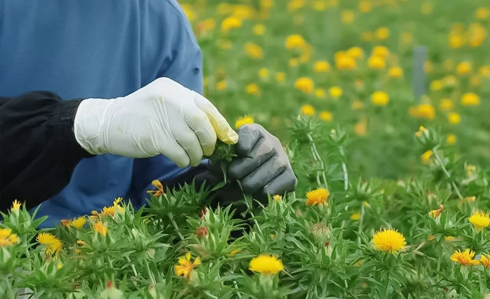 В Кыргызстане решат дефицит растительного масла, внедряя новые сорта