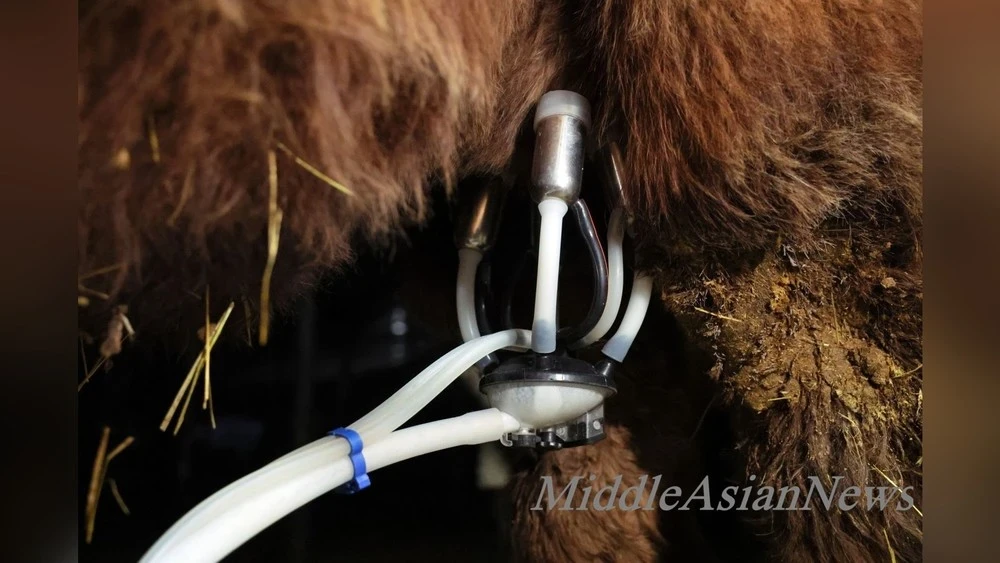 In Mongolia, a camel milk production farm is successfully operating. Photo