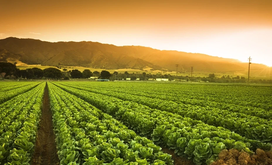 Более 42 млрд сомов направят на развитие агропромышленного комплекса