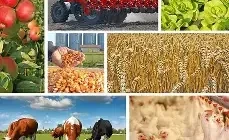 Бишкекте «Агродиалог–2026» форуму өтөт