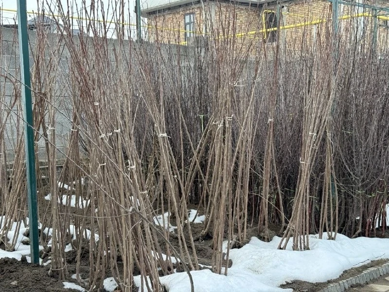 Минсельхоз Кара-Кулжадагы фермерлерди туура семена тандоого үйрөттү