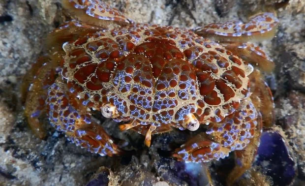 Blogger Ate the Most Poisonous Crab for a Video and Died