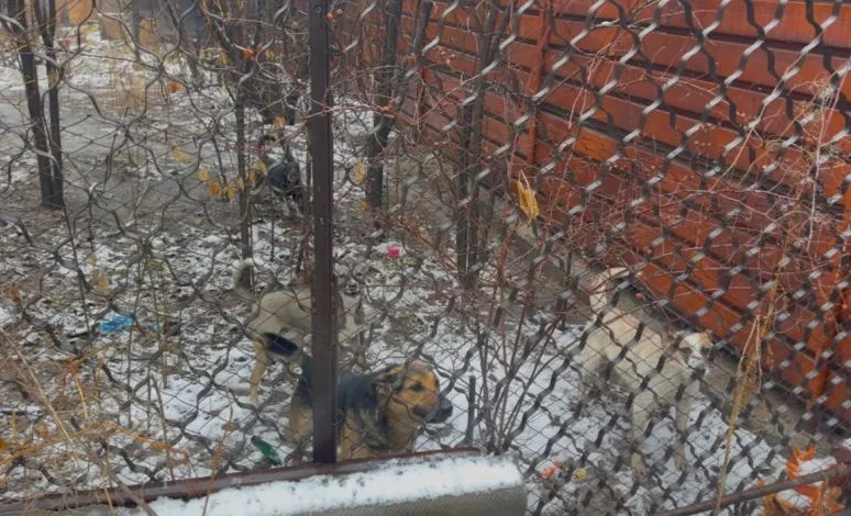 In "Tazalyk," they explained the situation regarding the shooting of dogs in Novopavlovka