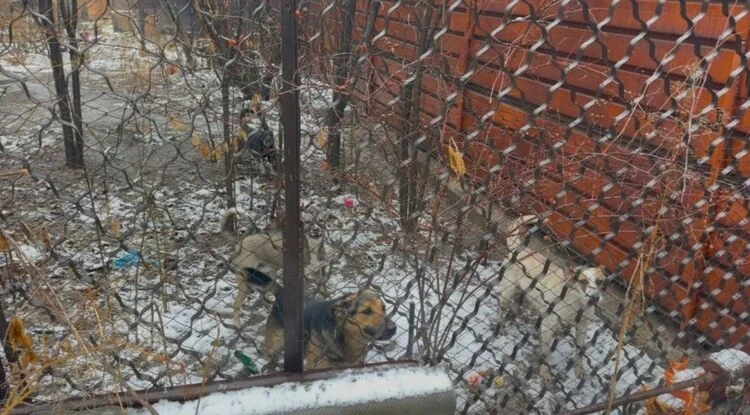 Shooting of Dogs in Bishkek. The City Hall Commented on the Conflict