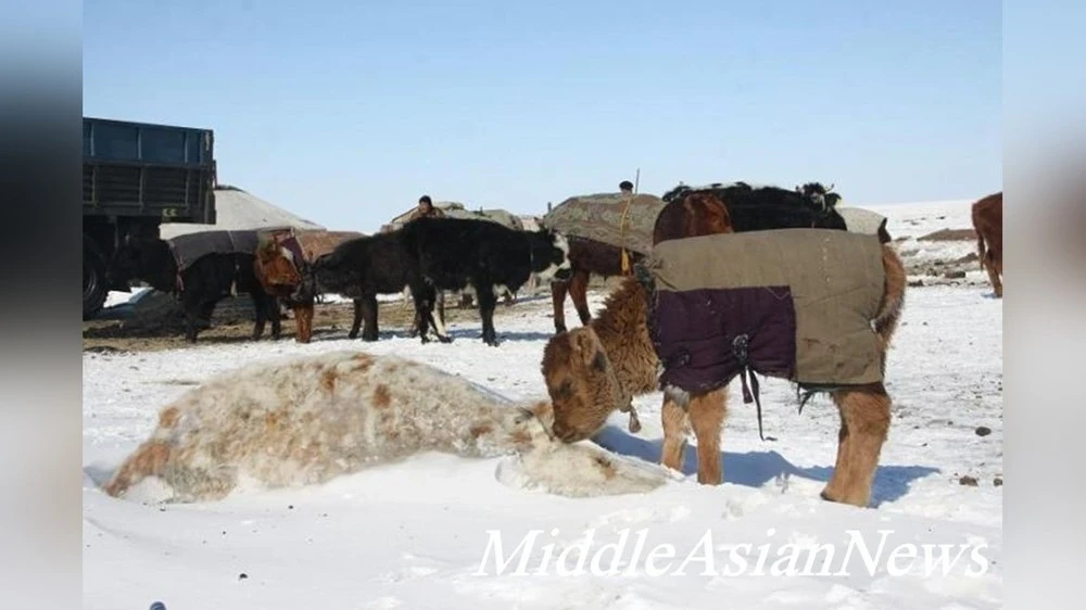 Drought Led to the Death of 26,300 Head of Livestock in Mongolia