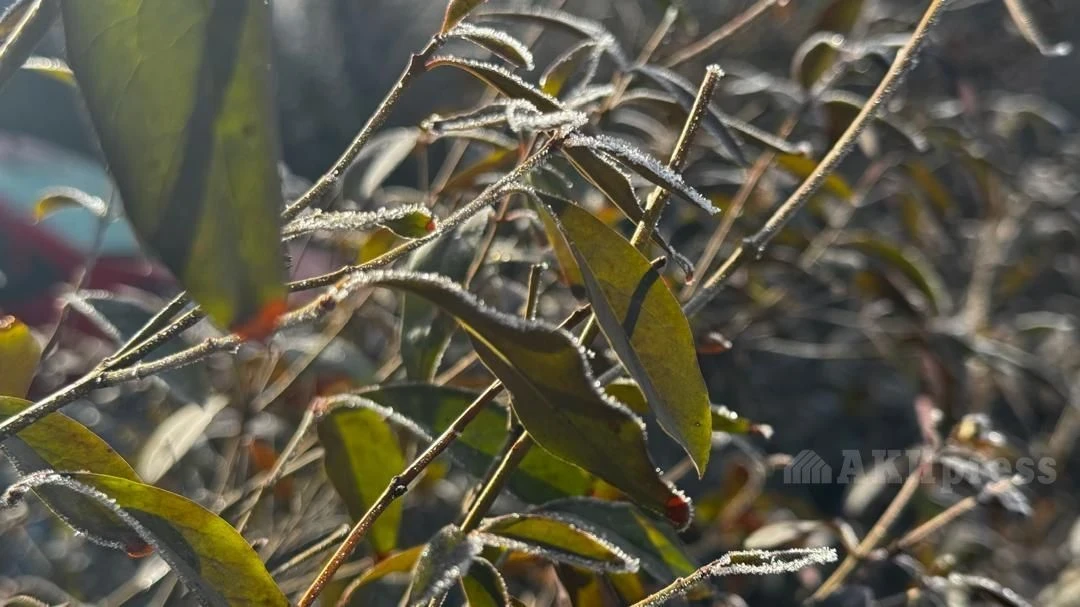 Up to +20 degrees is expected in southern Kazakhstan in the coming days