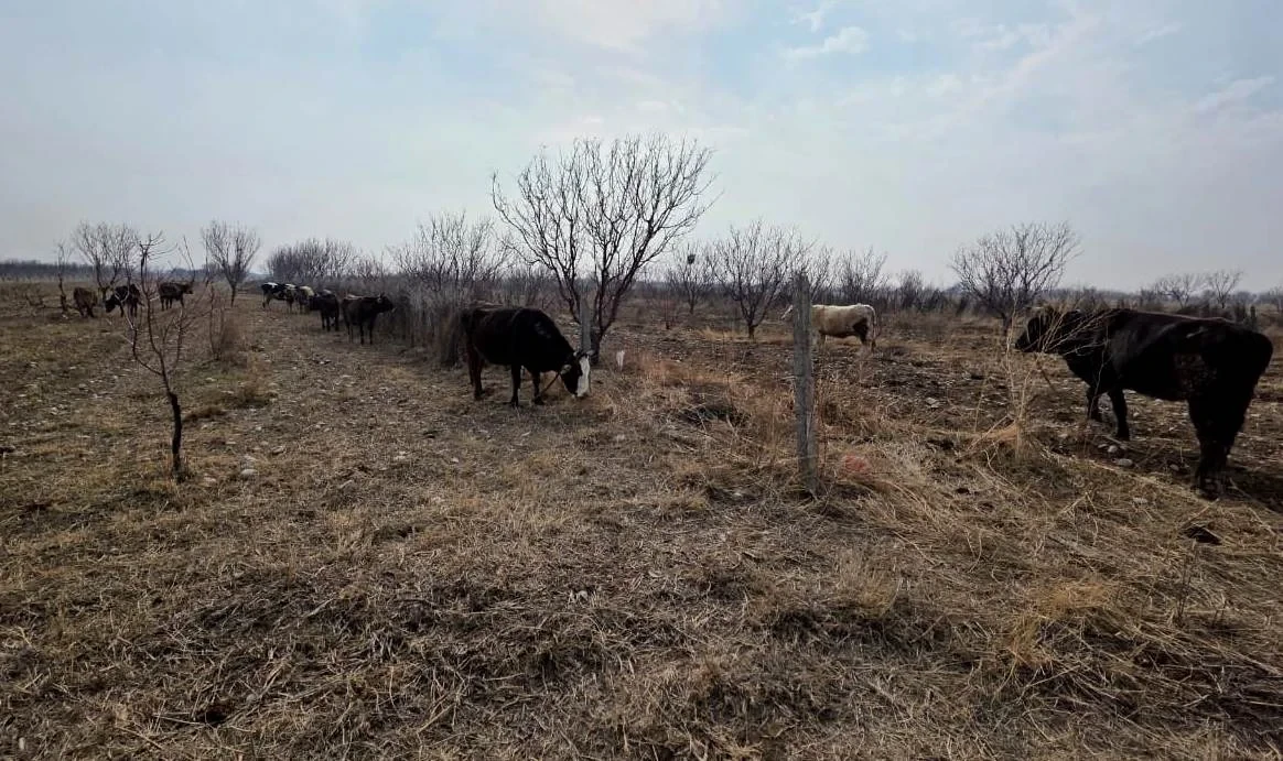 A man was detained by the Border Service of the Kyrgyz Republic while attempting to illegally transport livestock to Tajikistan.