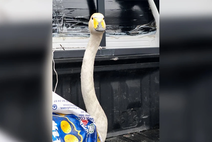 Не мог летать. Лебедя в Чуйской области передали в реабилитационный центр