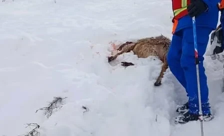Суусамырда кар көчкү астында калган эркектин издөөлөрү уланууда. 31 жаныбар табылды