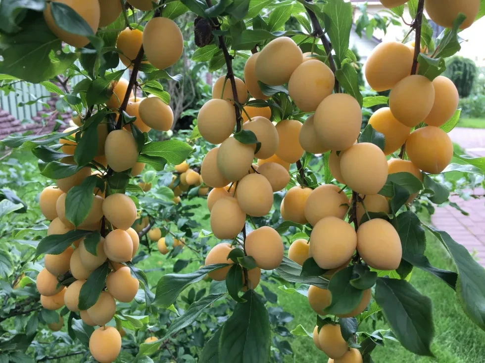 Кыргызстанда жемиш-жемиш өсүмдүктөрүнүн сортторунун көчөттөрүн убактылуу киргизүүгө тыюу салынды