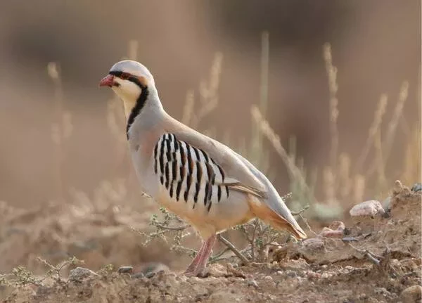 Токтогул районунда кекликтерди мыйзамсыз кармоо фактысы аныкталды
