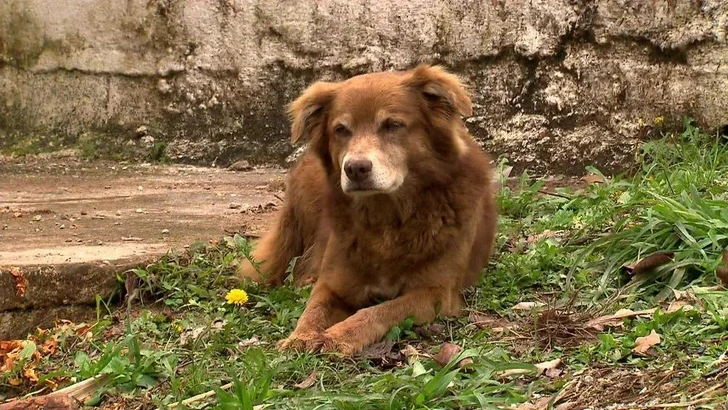 Bob the Gravedigger's Law: Brazil Allows Pets to Be Buried with Their Owners