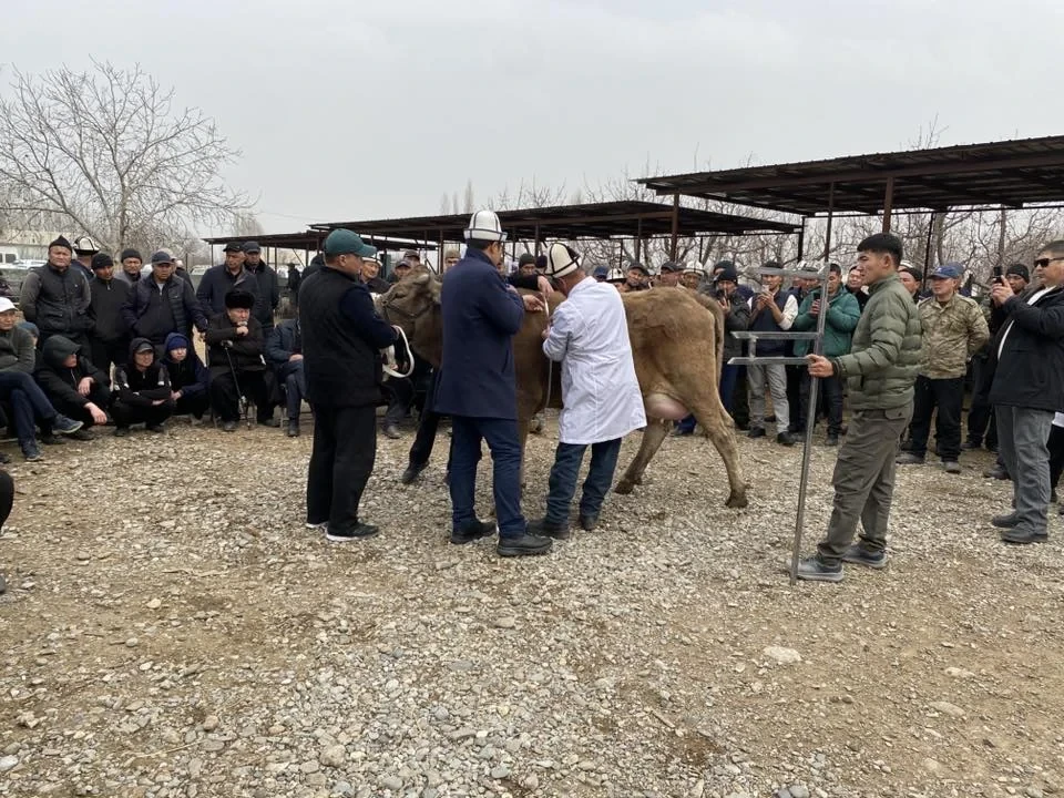 Кадамжай районунда асыл тукум малдын көргөзмөсү өттү