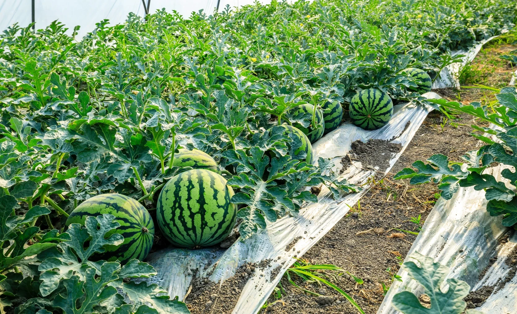 AgroDialogue - 2026. A Farmer from Issyk-Kul Grows Watermelons Using a New Technology