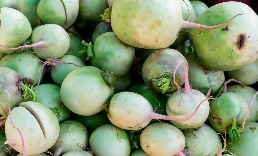 AgroDialogue-2026. Champion Farmer from Kadamzhai Achieves High Radish Yield