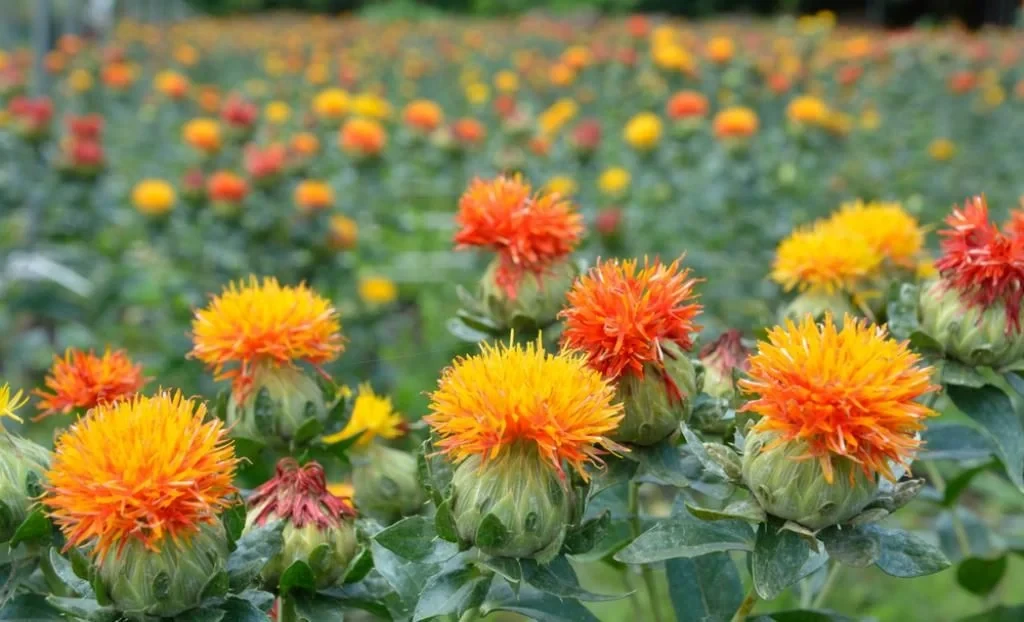 AgroDialogue – 2026. A farmer from Ak-Talinsky district produces oil and feed from safflower