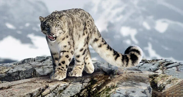 The probability of seeing a snow leopard during a tour in Kyrgyzstan reaches 90 percent