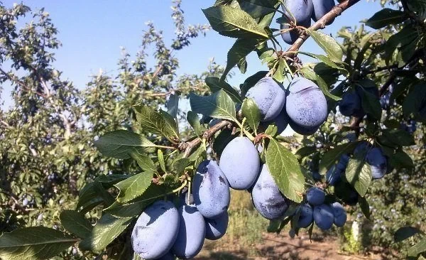 AgroDialogue – 2026. Gardeners Switch to a New Plum Variety to Increase Yield and Income