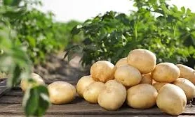 AgroDialogue – 2026. A Farmer from At-Bashi Harvested a Record Potato Crop